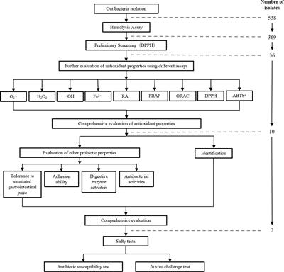 Screening and Characterization of Potential Antioxidant Probiotics Isolated from the Gut of Hybrid Grouper (Epinephelus fuscoguttatus ♀ × Epinephelus lanceolatus ♂)